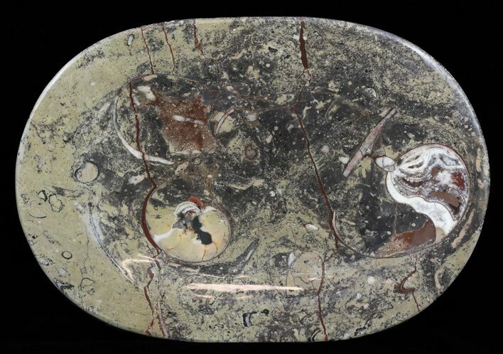 / Fossil Orthoceras & Goniatite Plate - Stoneware #58563